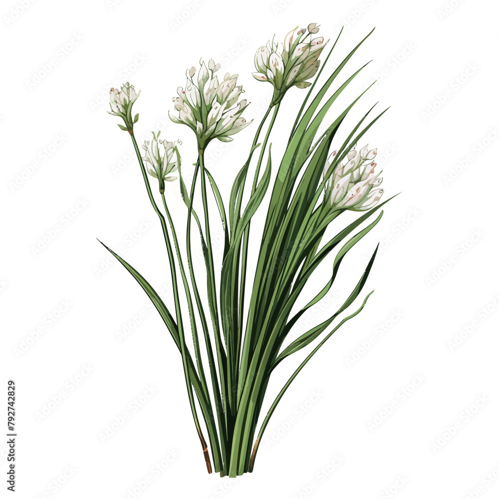 Chives bouquet isolated on a white background. Vector illustration.