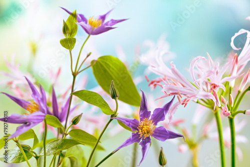 Beautiful light purple clematis and pink nerine flowers in floral garden. Closeup. photo