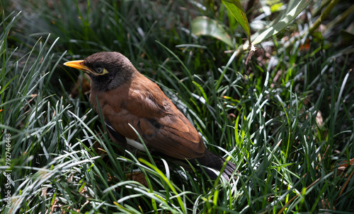 Common myna or Indian myna (Acridotheres tristis), one of the world's most invasive species, sits in the grass in Melbourne, Australia photo