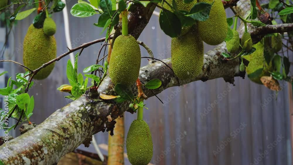 Morning Rainfall On Jackfruit Tree In the Farm Morning Rainfall On Jackfruit Tree In the Farm