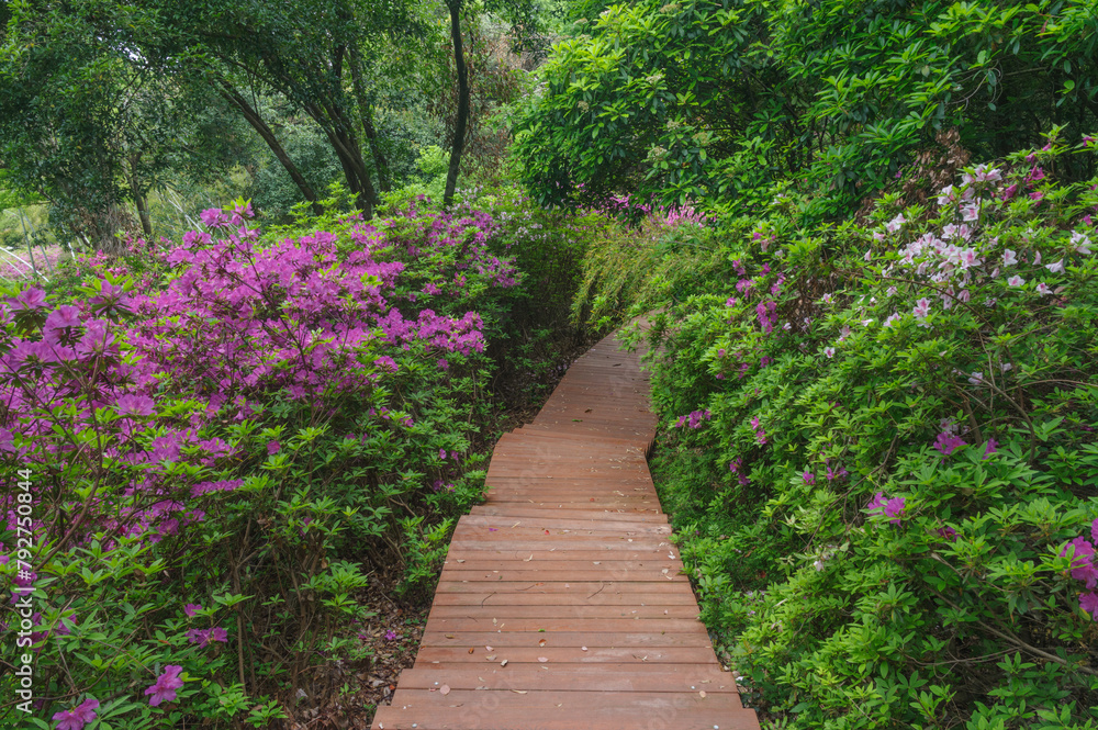 Rhododendrons bloom in Moshan scenic spot on East Lake in Wuhan, Hubei province Rhododendrons bloom in Moshan scenic spot on East Lake in Wuhan, Hubei province
