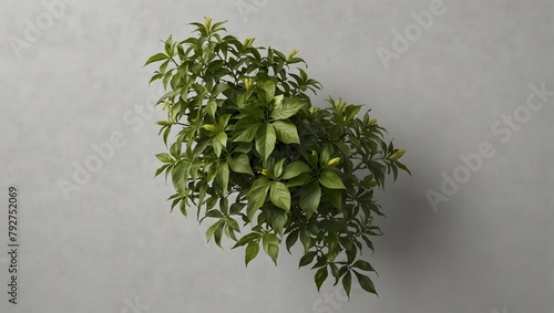 Trailing lily creeper tree depicted from a top view on a transparent background, showcasing a climber plant Generative AI