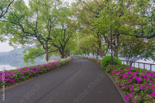 Rhododendrons bloom in Moshan scenic spot on East Lake in Wuhan, Hubei province photo