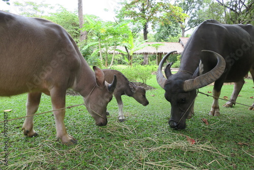 タイ王国で見かけた牛の親子