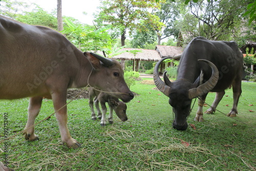 タイ王国で見かけた牛の親子