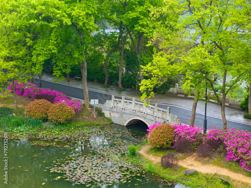 Rhododendrons bloom in Moshan scenic spot on East Lake in Wuhan, Hubei province photo