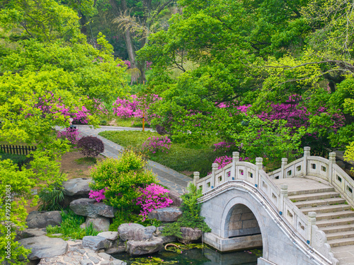 Rhododendrons bloom in Moshan scenic spot on East Lake in Wuhan, Hubei province photo