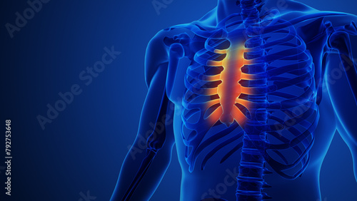 Human anatomy showing sternum and ribs photo