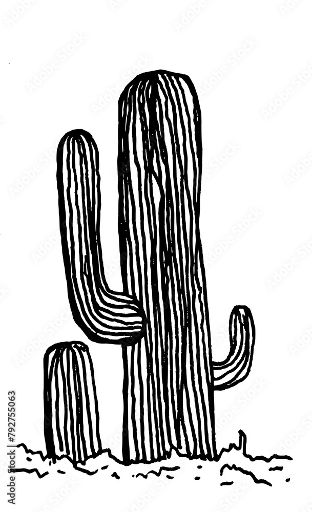 custom made wallpaper toronto digitalblack and white cactus vector sketch