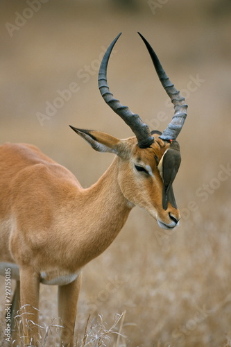 Redbilled oxpecker (Buphagus erythrorhyncus) on impala (Aepyceros melampus), Kruger National Park, South Africa, Africa photo