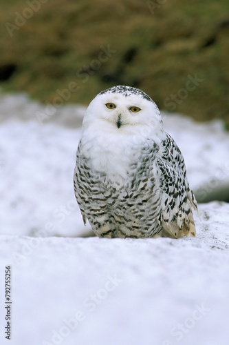 Captive snowy owl (Nictea scandiaca) photo