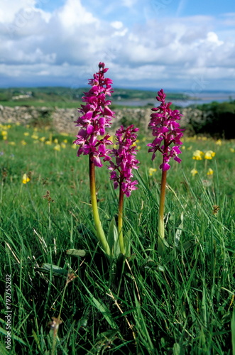 Early purple orchid (Orchis mascula), Arnside Knott, Heathwaite, Cumbria, England, United Kingdom, Europe photo