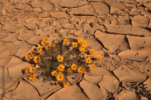 Annual spring wild daisies growing in arid habitat, Namaqualand, Northern Cape, South Africa