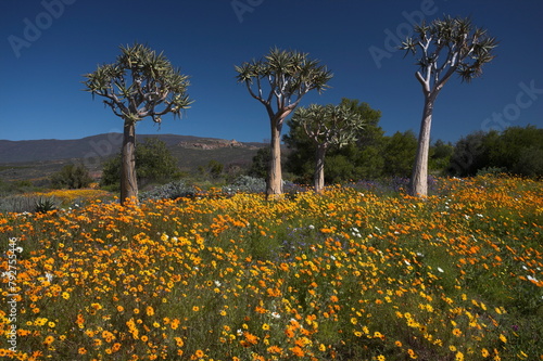 Wildflowers and quiver trees, Ramskop Wildflower Garden, Clanwilliam, Western Cape, South Africa photo