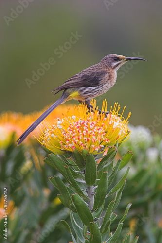 Cape sugarbird, Promerops cafer, perched on pincushion protea, Kirstenbosch botanical gardens, Cape Town, South Africa photo