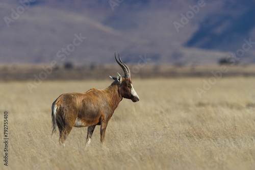 Blesbok, Damaliscus dorcas phillipsi, Mountain Zebra National Park, South Africa, Africa photo