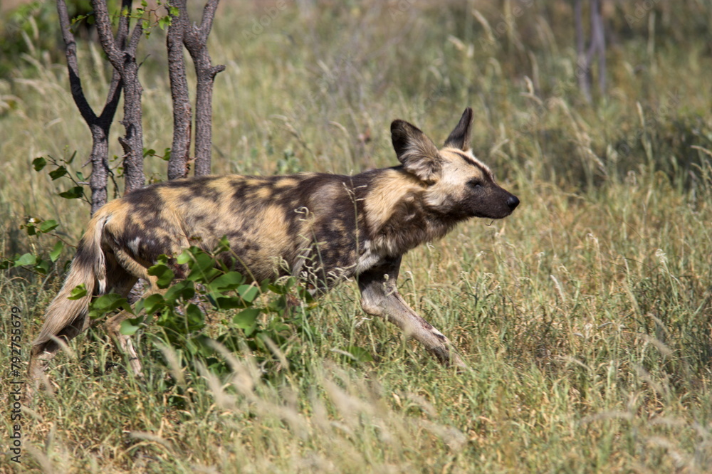 African wild dog, Lycaon pictus, Venetia Limpopo nature reserve, South Africa, Africa African wild dog, Lycaon pictus, Venetia Limpopo nature reserve, South Africa, Africa