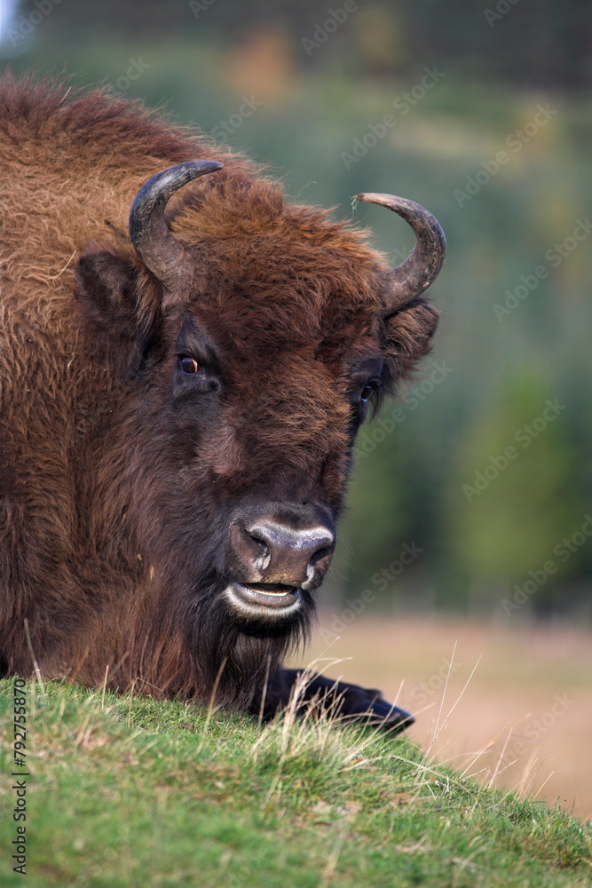 European bison, captive at Highland Wildlife Park, Kingussie, Scotland, United Kingdom, Europe European bison, captive at Highland Wildlife Park, Kingussie, Scotland, United Kingdom, Europe