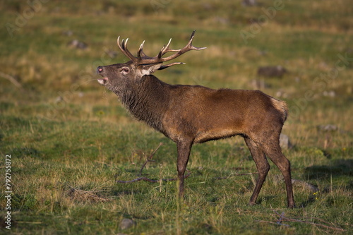 Red deer stag, roaring in the rut, captive at Highland Wildlife Park, Kingussie, Scotland, United Kingdom, Europe photo