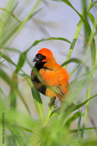 Southern red bishop (Euplectes orix), male in breeding plumage, Pilanesberg National Park, North West Game Reserve, South Africa, Africa photo