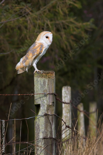 Barn owl (Tyto alba), captive, United Kingdom, Europe photo