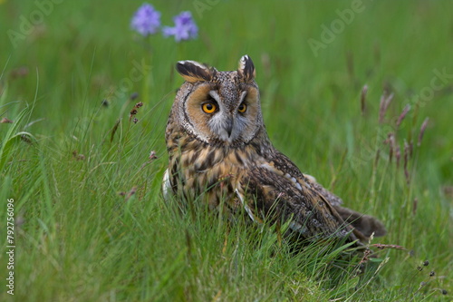 Long-eared owl (Asio otus), Muncaster, Cumbria, England, United Kingdom, Europe photo