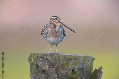 Snipe (Gallinago gallinago), Teesdale, County Durham, England, United Kingdom, Europe photo