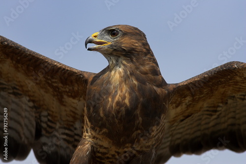 Close-up of a buzzard (Buteo buteo), captive, Cumbria, England, United Kingdom, Europe