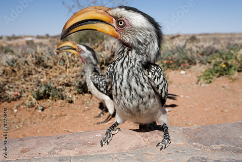 Southern yellowbilled hornbill (Tockus leucomelas), Kgalagadi Transfrontier Park, South Africa, Africa photo