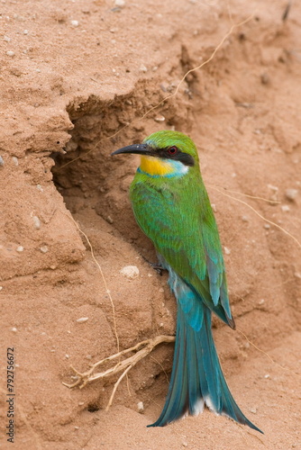 Swallow-tailed bee-eater (Merops hirundineus), at nest hole, Kgalagadi Transfrontier Park, South Africa, Africa photo