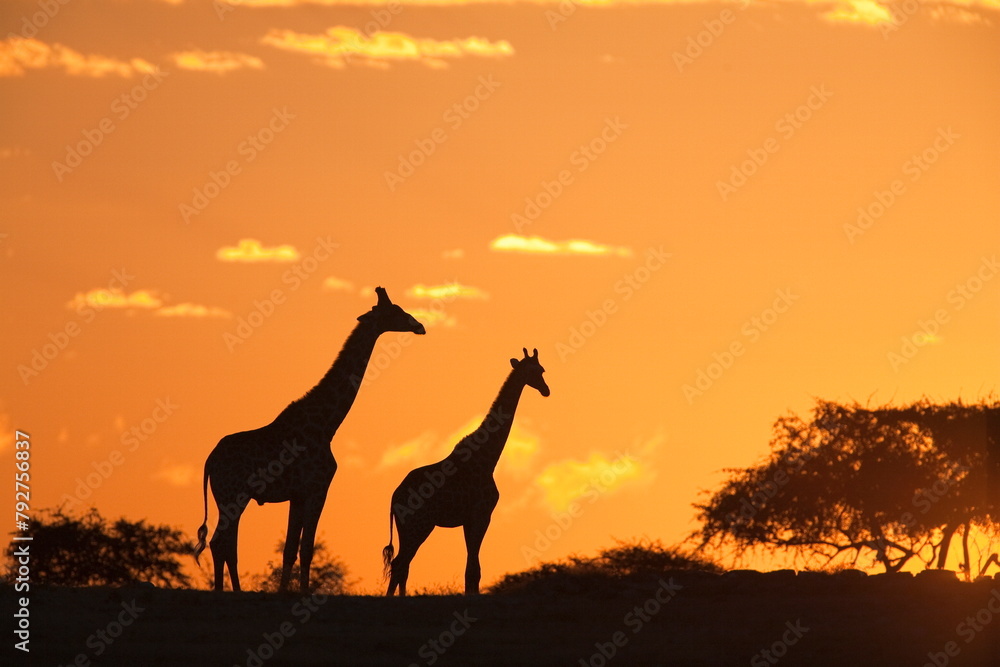 Giraffes (Giraffa camelopardalis), silhouetted at sunset, Etosha National Park, Namibia, Africa Giraffes (Giraffa camelopardalis), silhouetted at sunset, Etosha National Park, Namibia, Africa