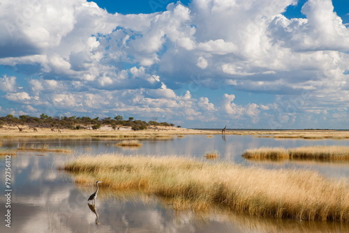 Etosha Pan after rains, Etosha National Park, Namibia, Africa photo