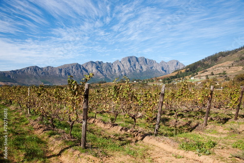 Franschoek, Cape winelands, Western Cape, South Africa, Africa photo