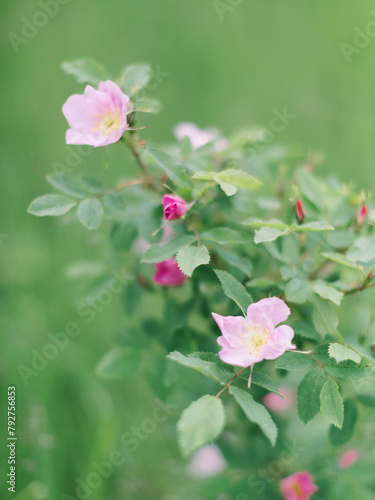 Pink wild roses blooming against a lush green soft-focus backdrop.