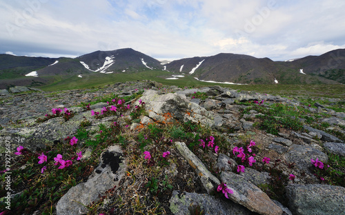 Rhododendron camtschaticum photo