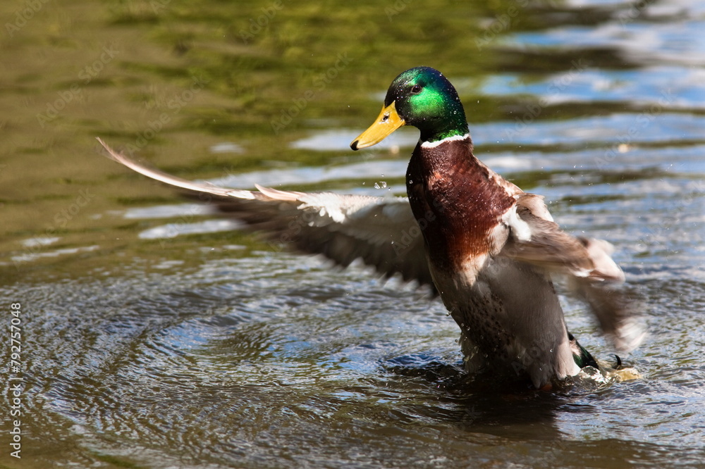 Mallard drake (Anas platyrhynchos), stretching wings, Martin Mere Wildfowl and Wetlands Trust Reserve, Burscough, Lancashire, England, United Kingdom, Europe Mallard drake (Anas platyrhynchos), stretching wings, Martin Mere Wildfowl and Wetlands Trust Reserve, Burscough, Lancashire, England, United Kingdom, Europe