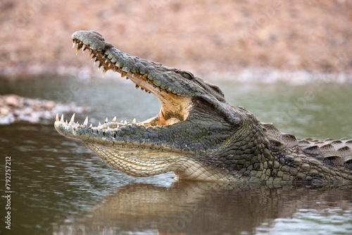 Nile crocodile (Crocodylus niloticus), jaws agape, Kruger National Park, South Africa, Africa photo