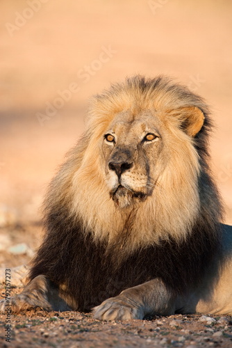 Blackmaned lion (Panthera leo), Kgalagadi Transfrontier Park, Northern Cape, South Africa, Africa photo