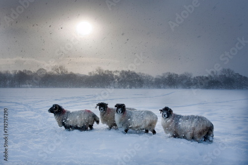 Northumberland blackface sheep in snow, Tarset, Hexham, Northumberland, England, United Kingdom, Europe