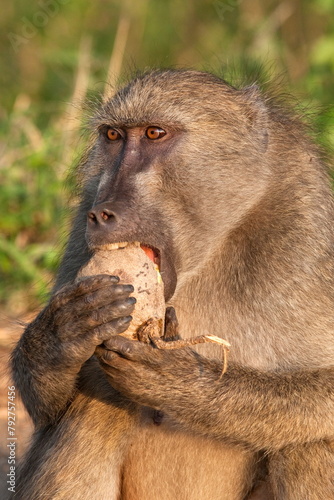 Chacma baboon (Papio cynocephalus ursinus), eating fruit of Sausage Tree (Kigelia africana), Kruger National Park, South Africa, Africa photo