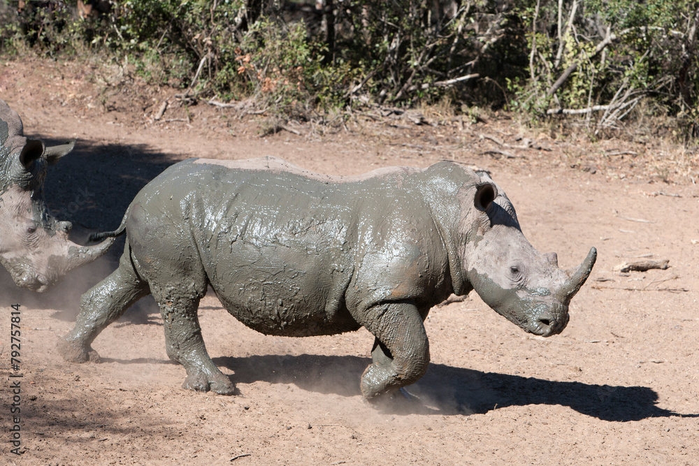 White rhino (Ceratotherium simum), Mkhuze game reserve, Kwazulu Natal, South Africa, Africa White rhino (Ceratotherium simum), Mkhuze game reserve, Kwazulu Natal, South Africa, Africa