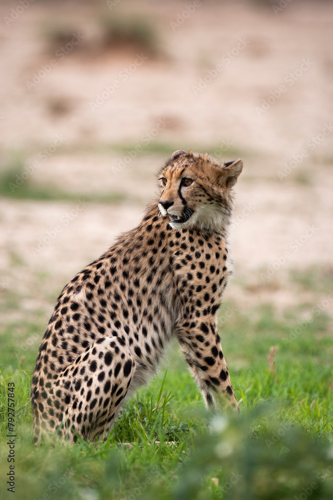 Cheetah (Acinonyx jubatus) cub, Kgalagadi Transfrontier Park, South Africa, Africa Cheetah (Acinonyx jubatus) cub, Kgalagadi Transfrontier Park, South Africa, Africa