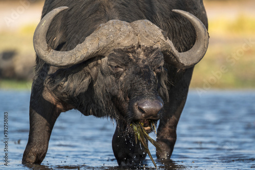 Cape buffalo (Syncerus caffer), Chobe National Park, Botswana, Africa photo