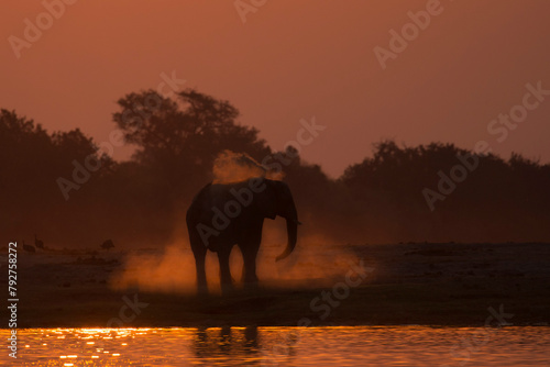 African elephant (Loxodonta africana) dusting at sunset, Chobe National Park, Botswana, Africa