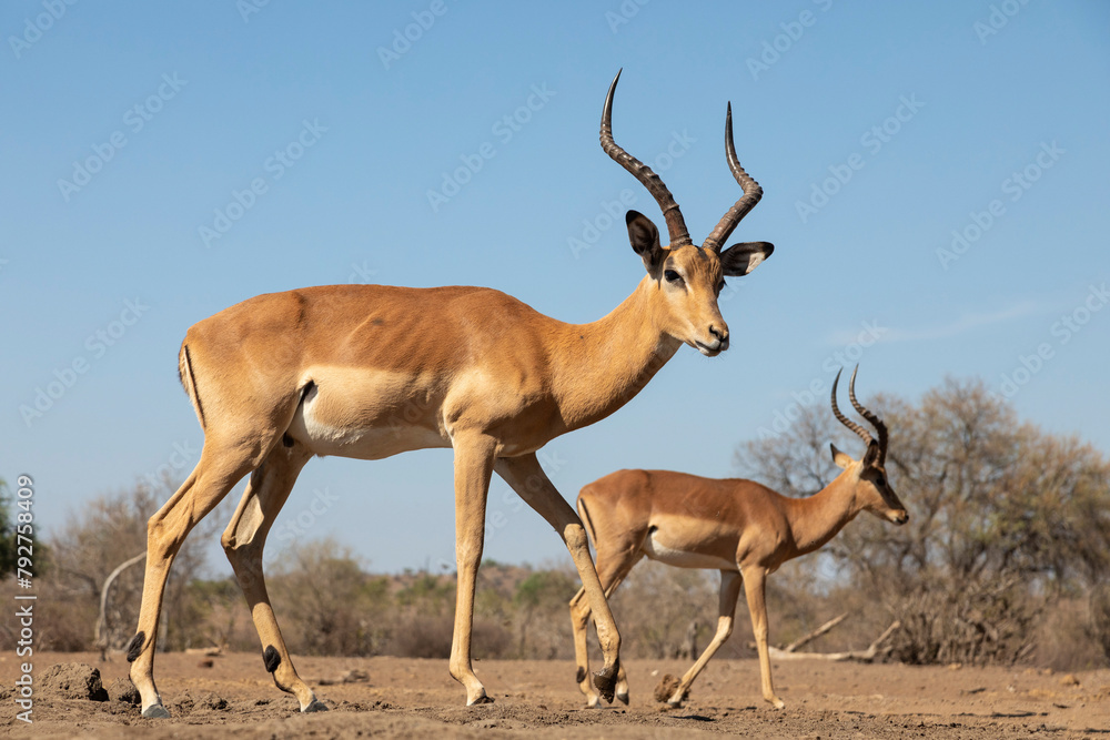 Impala (Aepyceros melampus), Mashatu Game Reserve, Botswana, Africa Impala (Aepyceros melampus), Mashatu Game Reserve, Botswana, Africa