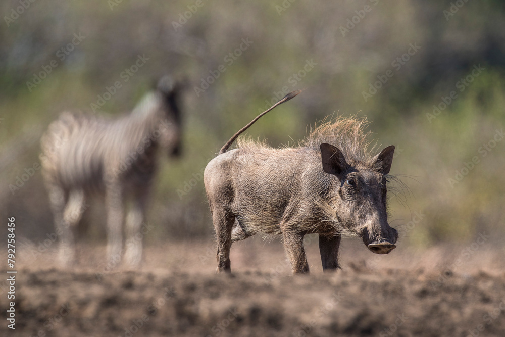 Warthog (Phacochoerus africanus), Mashatu Game Reserve, Botswana, Africa Warthog (Phacochoerus africanus), Mashatu Game Reserve, Botswana, Africa
