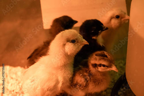 Newborn chicks gathered in a warm, cozy huddle