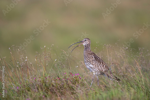 Curlew (Numenius arquata), Northumberland National Park, England, United Kingdom, Europe photo