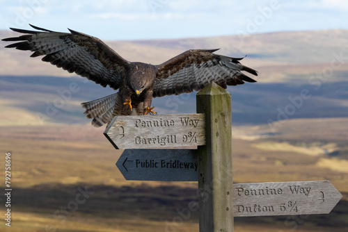 Common buzzard (Buteo buteo) landing on Pennine Way sign, Controlled, Cumbria, England, United Kingdom, Europe photo