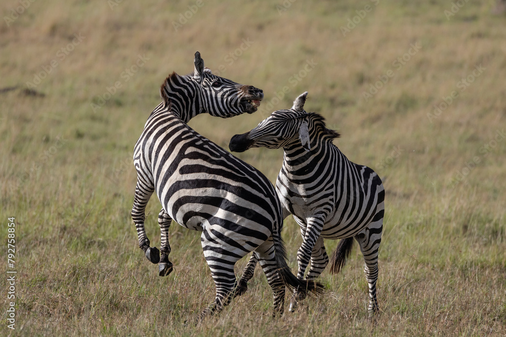 Plains zebra (Equus quagga boehmi) fighting, Masai Mara, Kenya, East Africa, Africa Plains zebra (Equus quagga boehmi) fighting, Masai Mara, Kenya, East Africa, Africa
